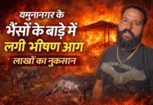 यमुनानगर के अलीशेरपुर माजरा में मवेशियों के बाड़े में आग, एक कटड़ी की मौत
