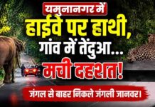 Yamunanagar News: कलेसर जंगल से निकला जंगली हाथी हाईवे पर पहुंचा, रामपुर-खदरी में तेंदुए का आतंक