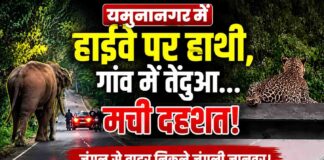 Yamunanagar News: कलेसर जंगल से निकला जंगली हाथी हाईवे पर पहुंचा, रामपुर-खदरी में तेंदुए का आतंक